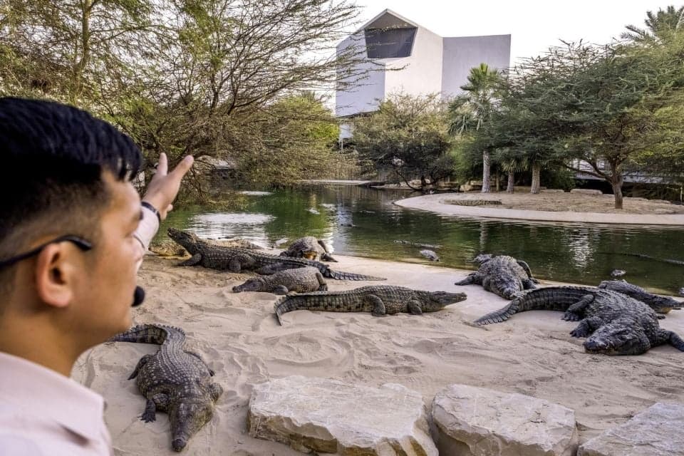 Combo: Dubai Safari Park + Dubai Crocodile Park - Image 3