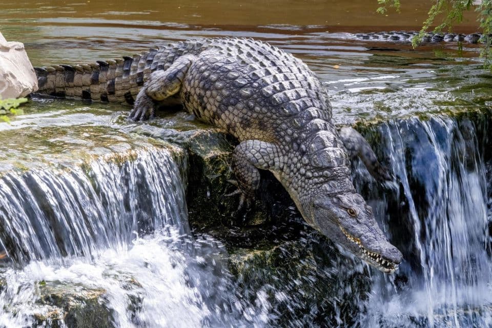 Combo: Dubai Safari Park + Dubai Crocodile Park - Image 15